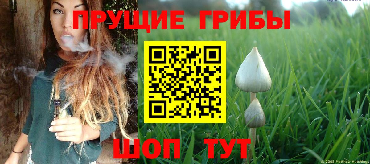 Галлюциногенные грибы Cubensis Зеленогорск